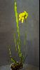 <em>Sarracenia alata</em> 'Copper Top'
